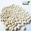 Beans Importers and Egyptian White Kidney Beans